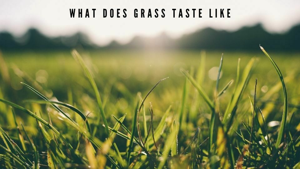 What Does Grass Taste Like