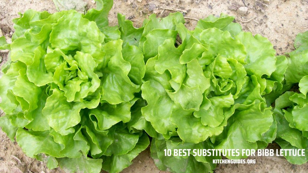 10 Best Substitutes for Bibb Lettuce