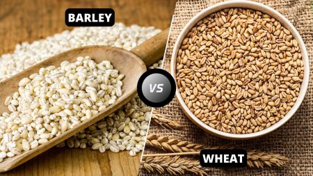 Barley vs Wheat