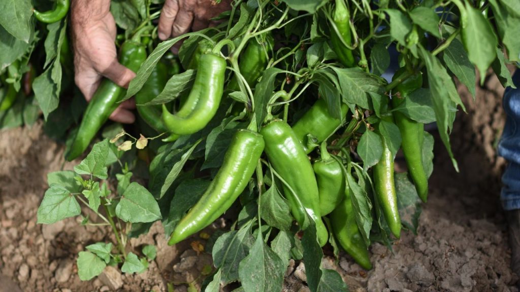Substitutes for Green Chiles